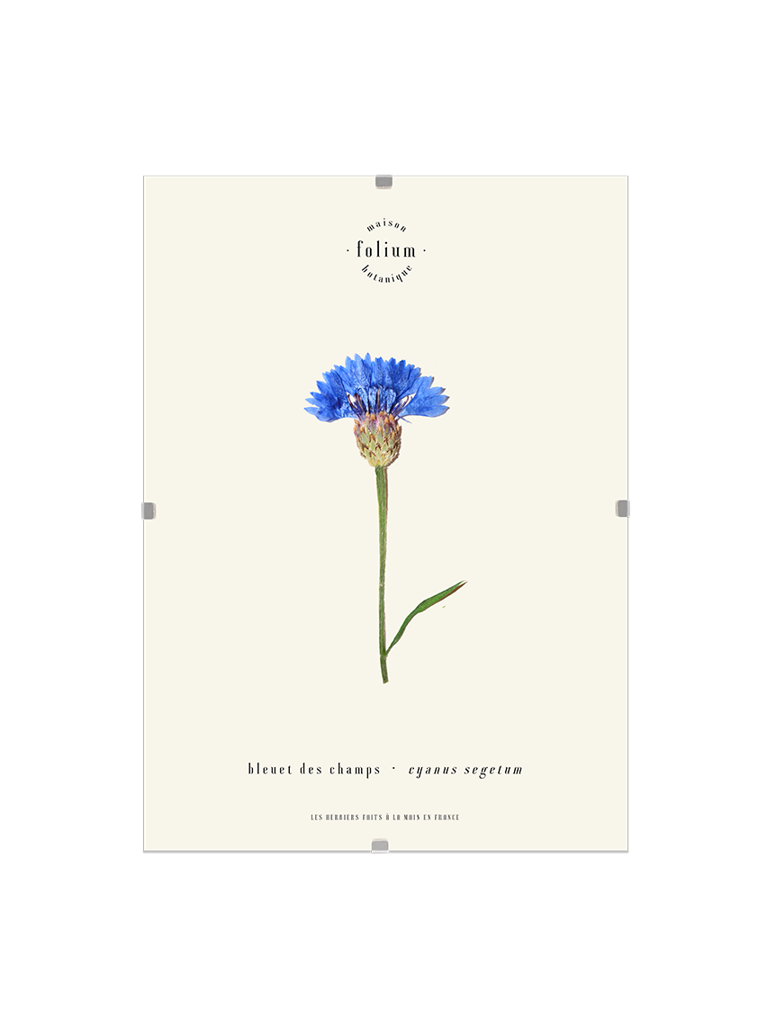 n°62 · Le Bleuet