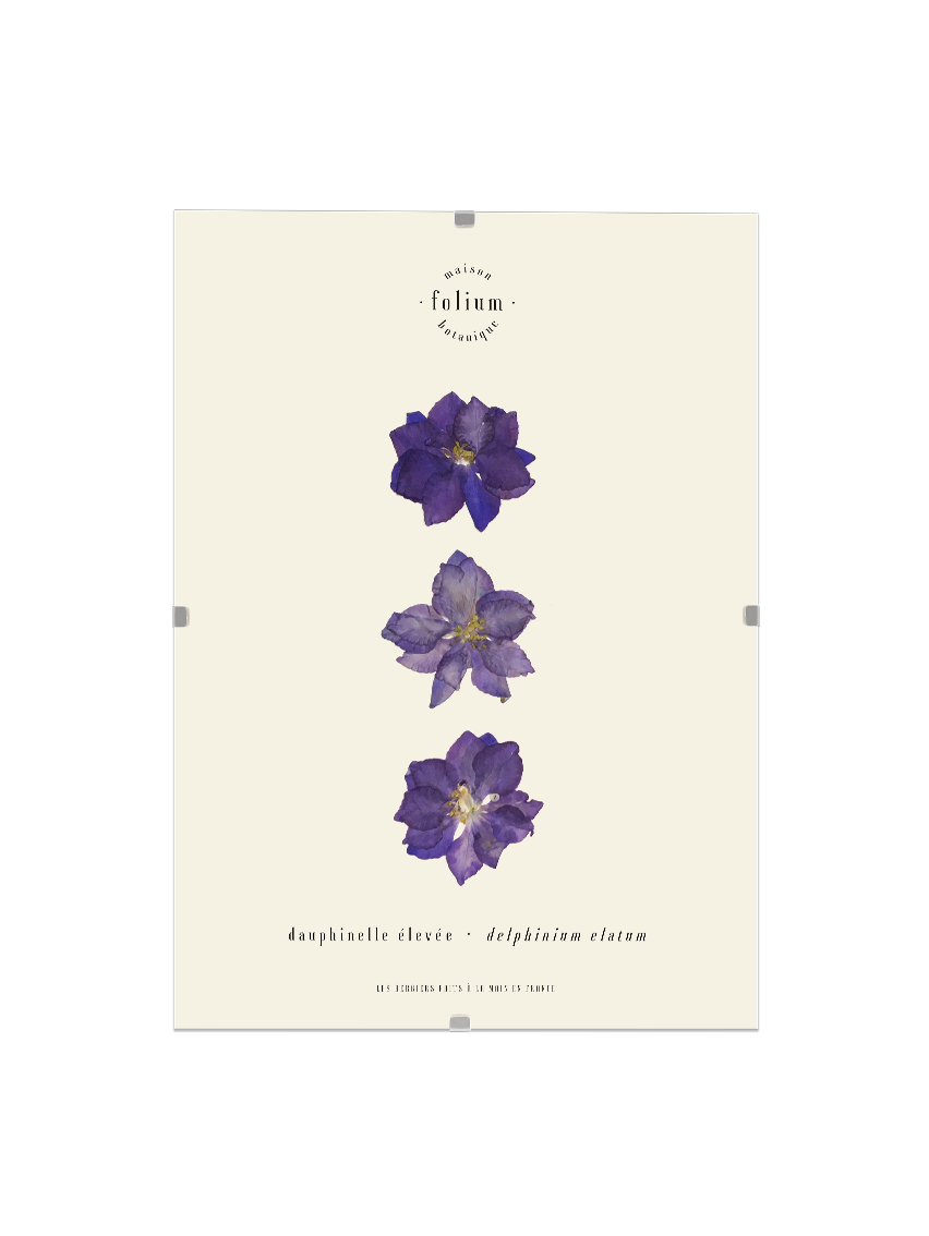 Herbier de fleurs séchées Herbier de dauphinelle Cadre fleur séchée Herbarium encadré Folium Maison Botanique Déco murale