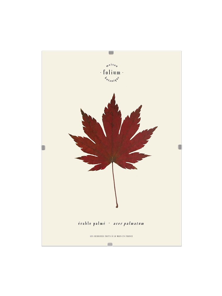 Cadre de feuilles séchées feuille rouge d'érable japonais folium herbiers de fleurs séchées cadre botanique décoration murale