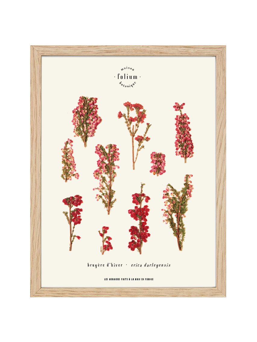 Herbier de fleurs roses bruyère séchée Herbarium encadré Cadre fleur herbier botanique Folium Herbaria Décoration Murale