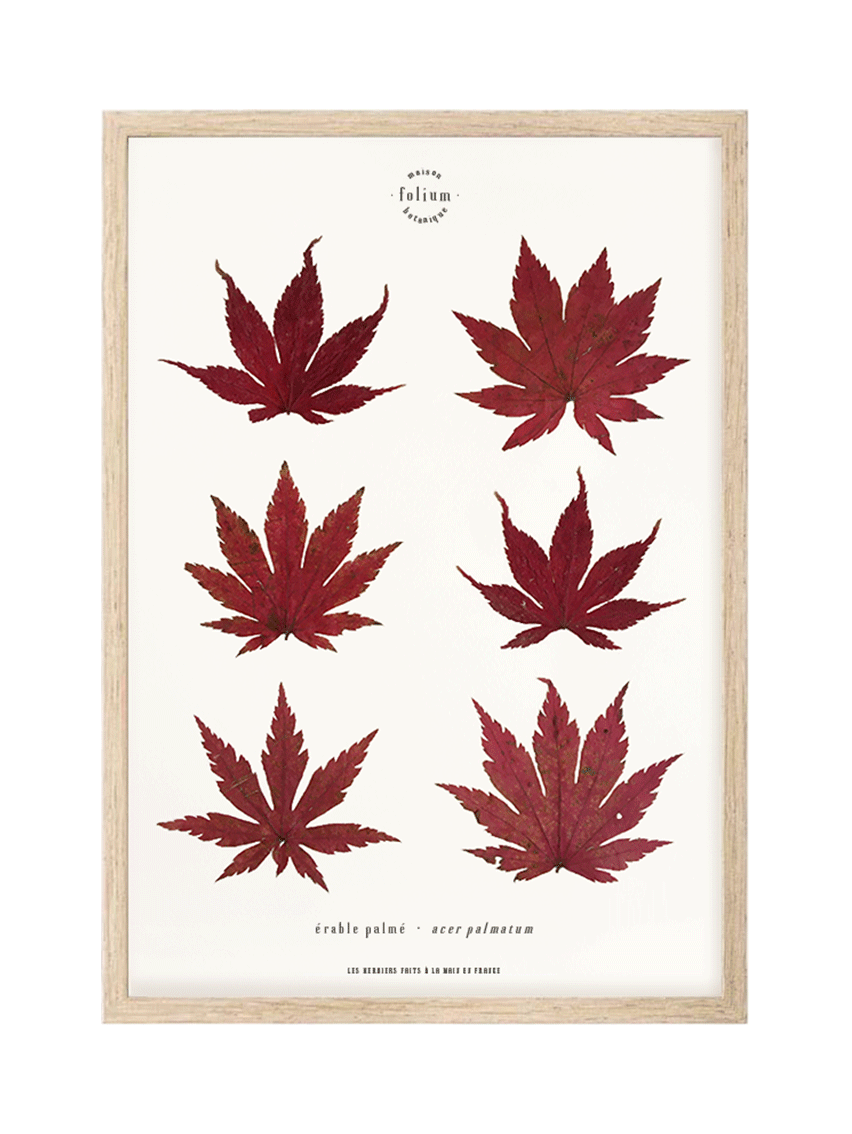 Cadre de feuilles séchées feuille rouge d'érable japonais folium herbiers de fleurs séchées cadre botaniquedécoration murale