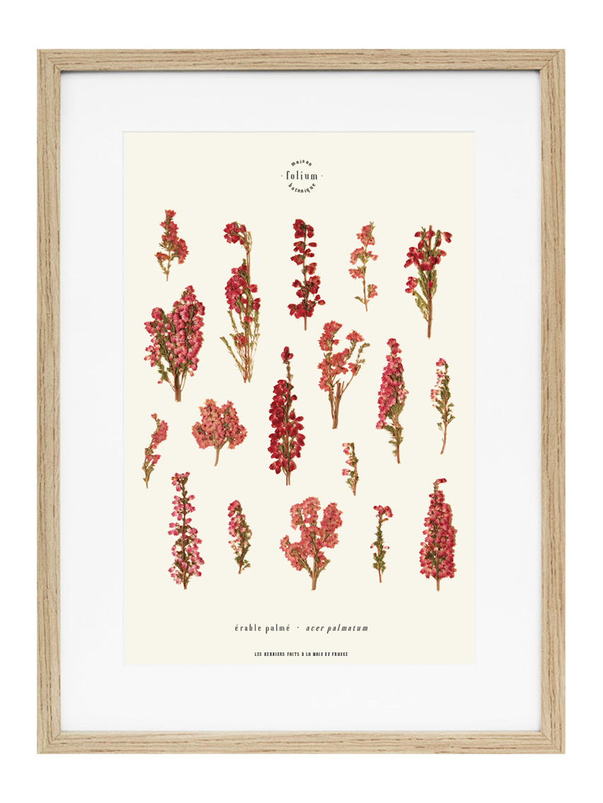 Herbier de fleurs roses bruyère séchée Herbarium encadré Cadre fleur herbier botanique Folium Herbaria Décoration Murale