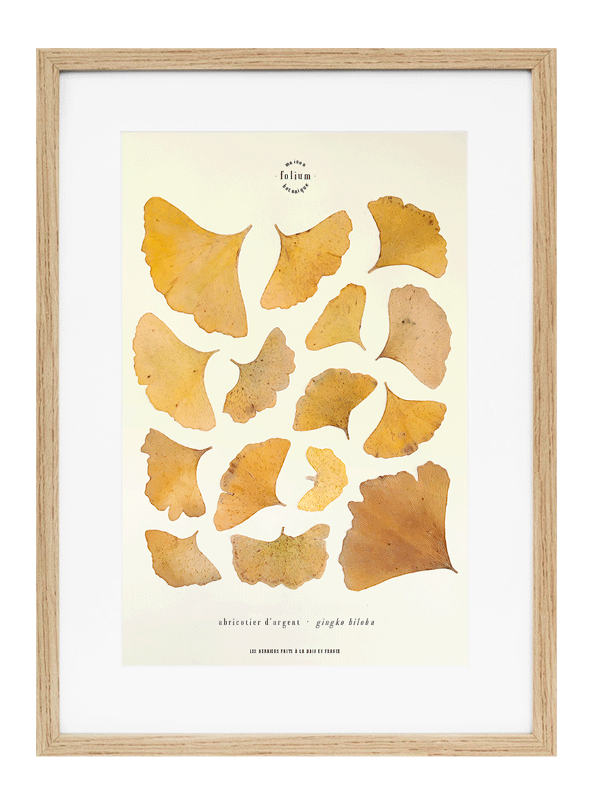Feuilles De Ginkgo Séchées – Lot De 10 Pour Créations DIY, Déco, Scrapbooking, Résine