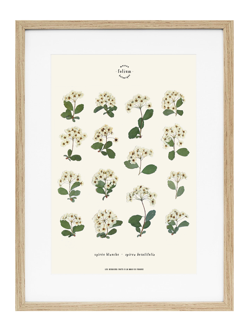 Herbier botanique de fleurs séchées Cadre herbarium encadré Cadeau floral Décoration murale Folium Maison Botanique