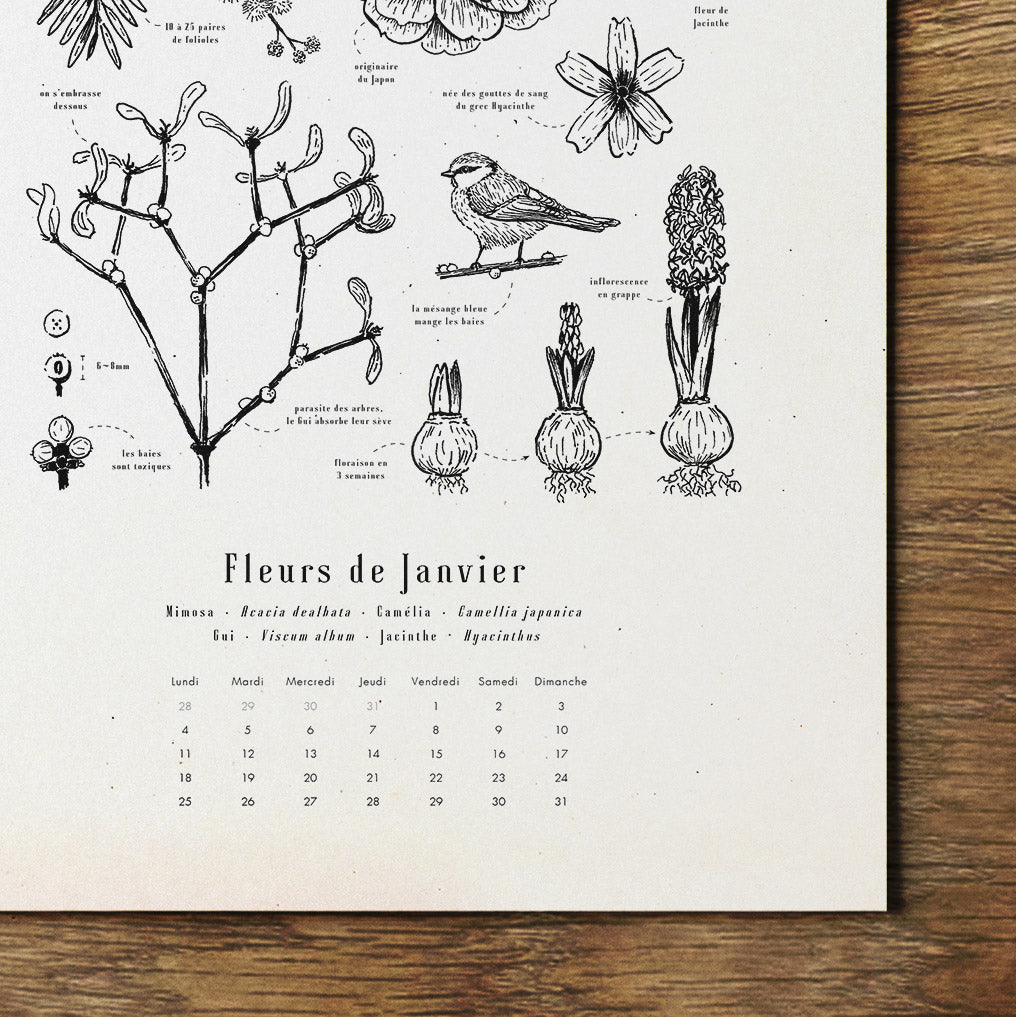 Calendrier 2024 murale A3 illustrée avec des fleurs de saison gravure botanique dessin noir et blanc papier recyclé folium
