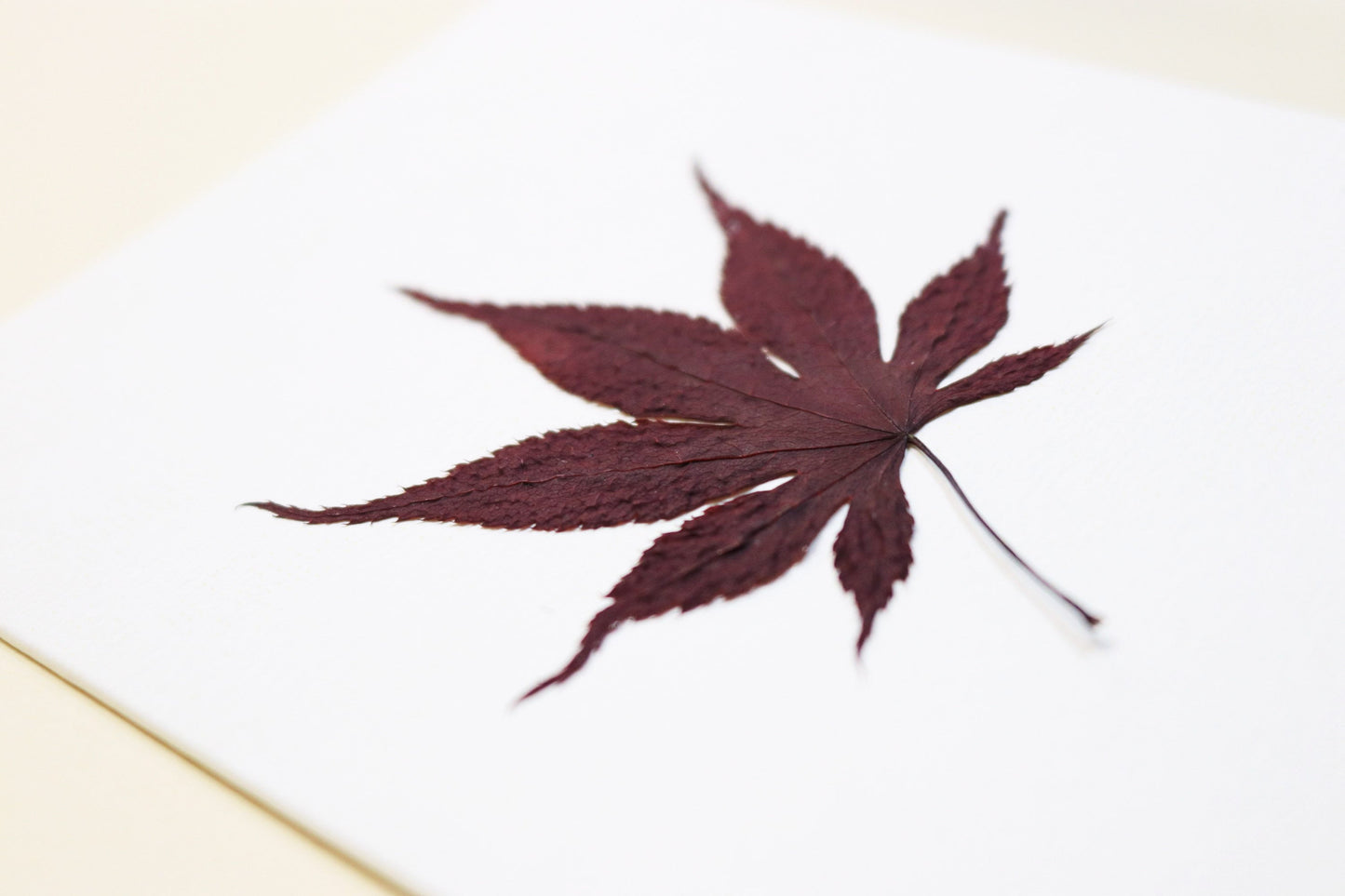 Carte vraie fleur séchée carte de vœux cadeau anniversaire symbolique langage des fleurs faire part naissance mariage feuille d'érable du japon