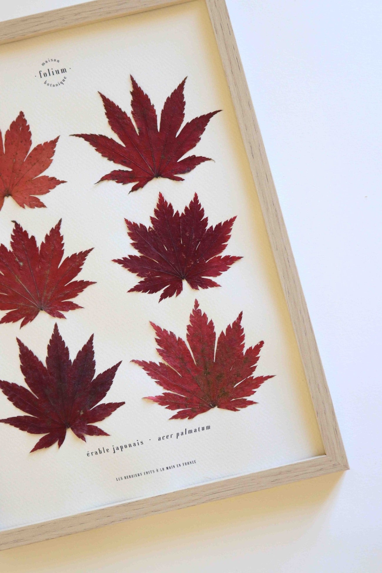 Cadre de feuilles séchées feuille rouge d'érable japonais folium herbiers de fleurs séchées cadre botaniquedécoration murale