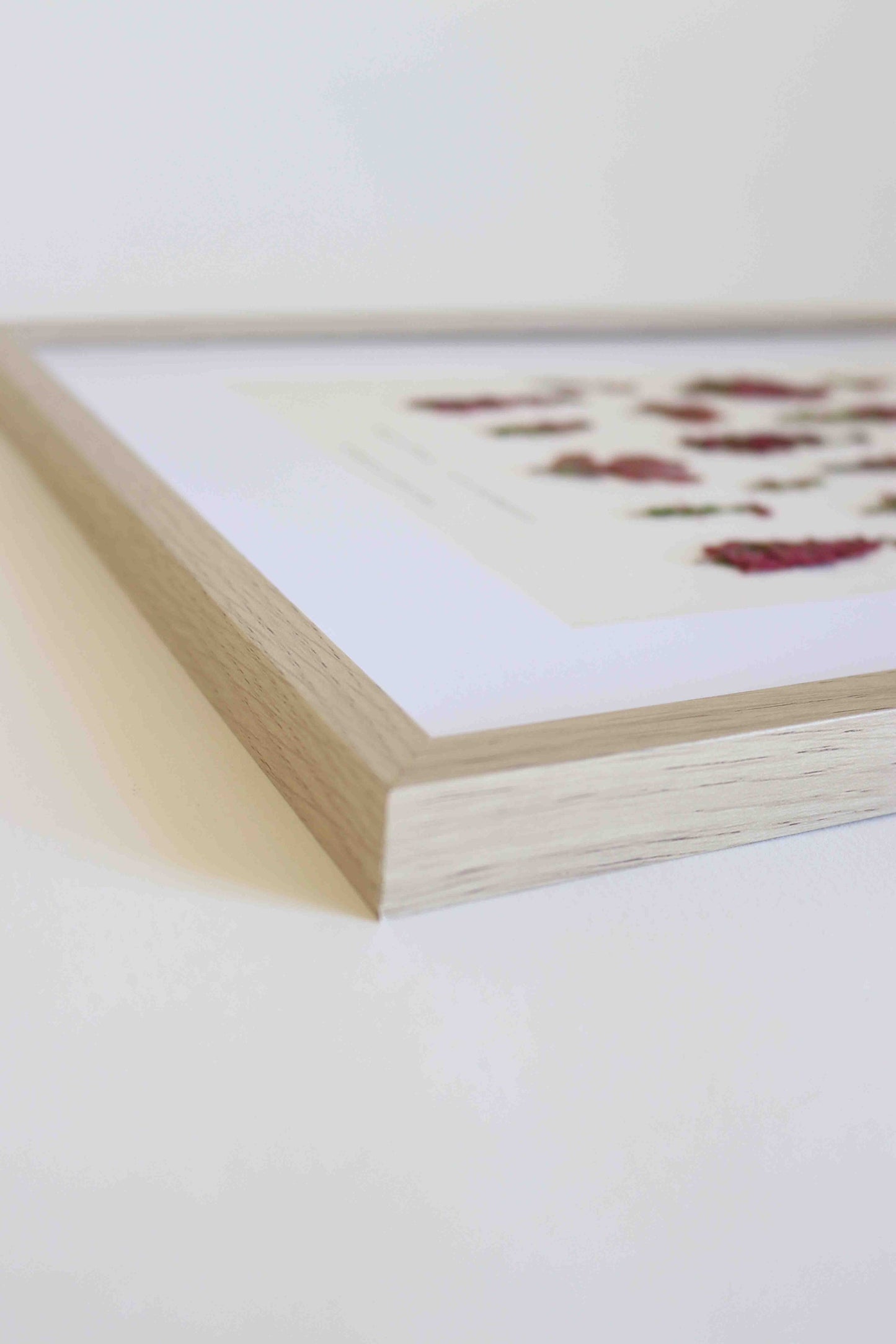 Herbier de fleurs roses bruyère séchée Herbarium encadré Cadre fleur herbier botanique Folium Herbaria Décoration Murale