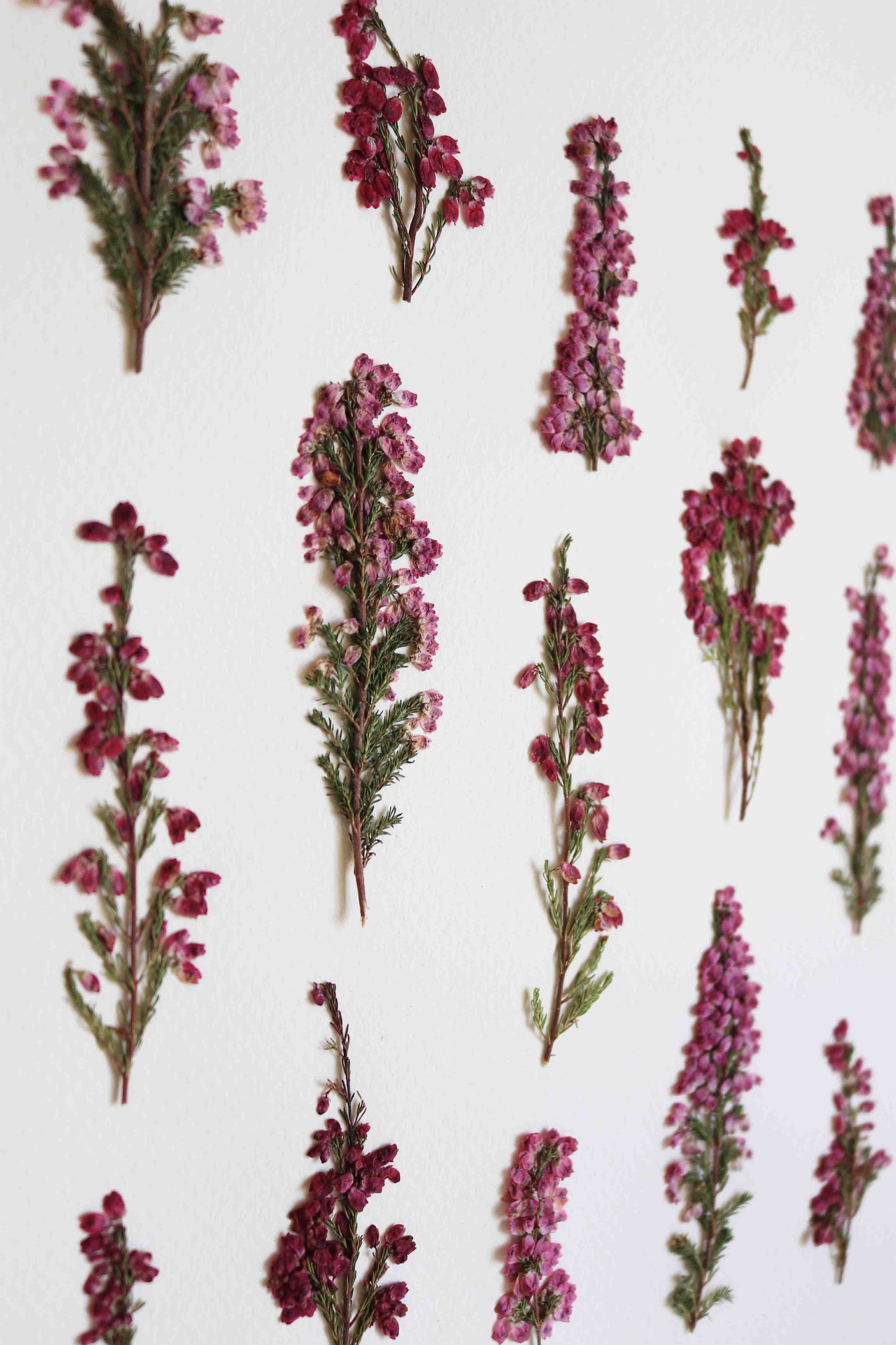 Herbier de fleurs roses bruyère séchée Herbarium encadré Cadre fleur herbier botanique Folium Herbaria Décoration Murale