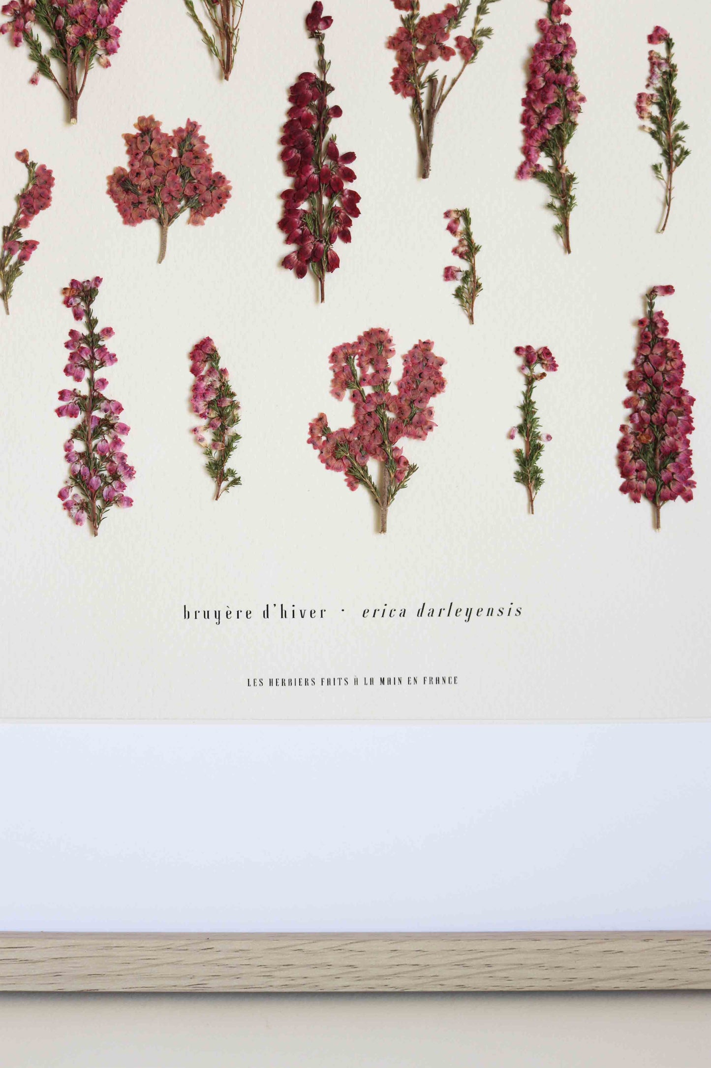 Herbier de fleurs roses bruyère séchée Herbarium encadré Cadre fleur herbier botanique Folium Herbaria Décoration Murale