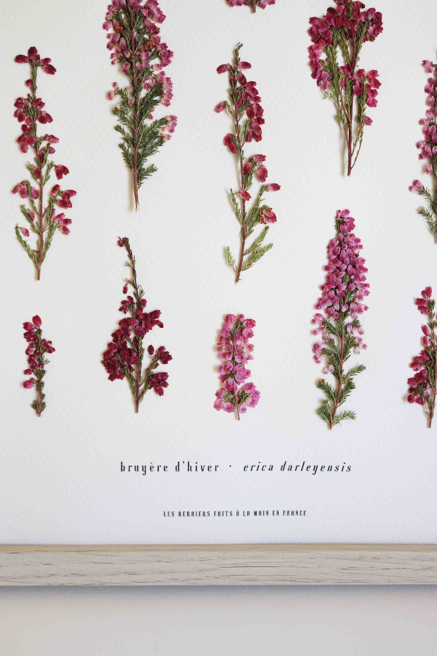 Herbier de fleurs roses bruyère séchée Herbarium encadré Cadre fleur herbier botanique Folium Herbaria Décoration Murale