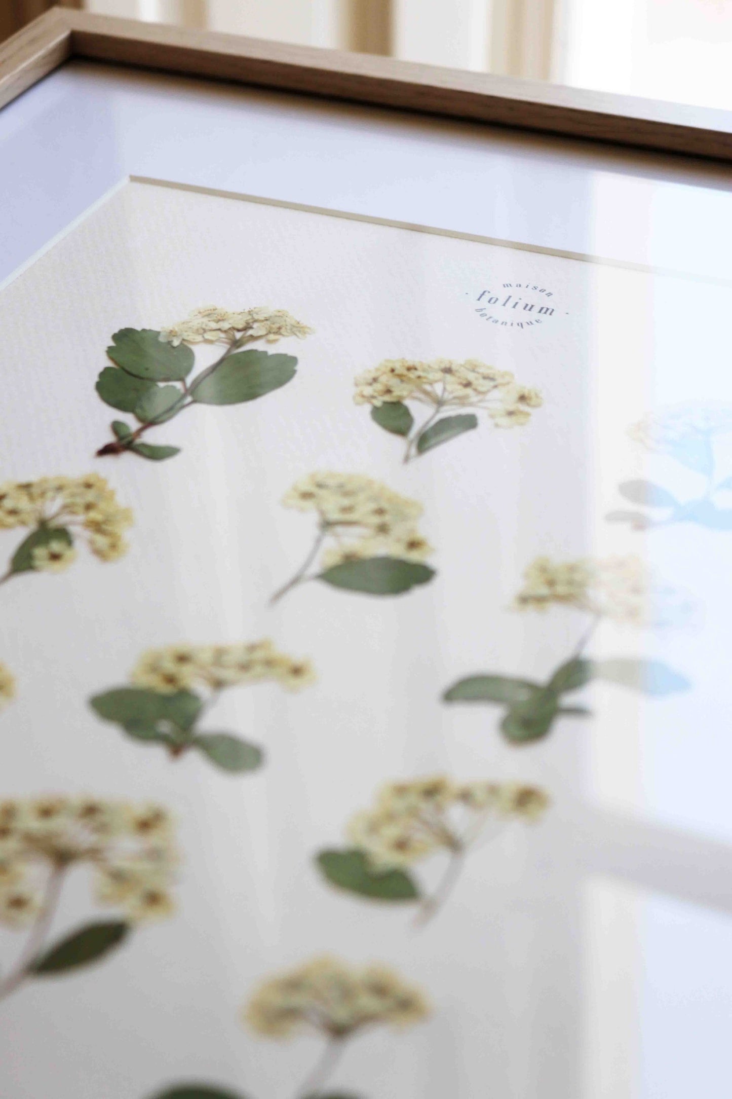Herbier botanique de fleurs séchées Cadre herbarium encadré Cadeau floral Décoration murale Folium Maison Botanique