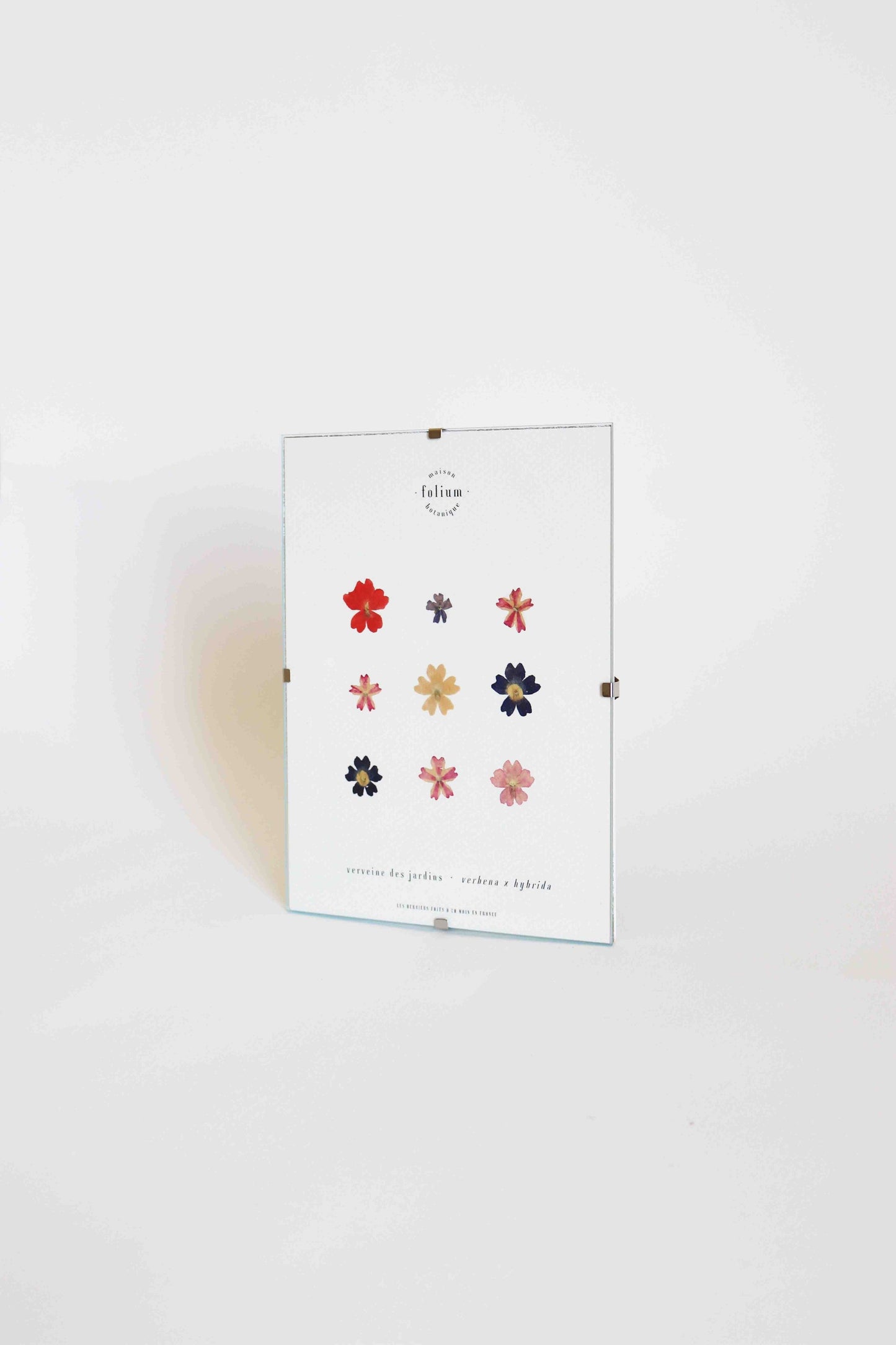 Herbier encadré de fleurs de verveine rose bleu Cadre Herbarium de fleurs séchées Cadeau fleurs séchées Folium Maison Botanique