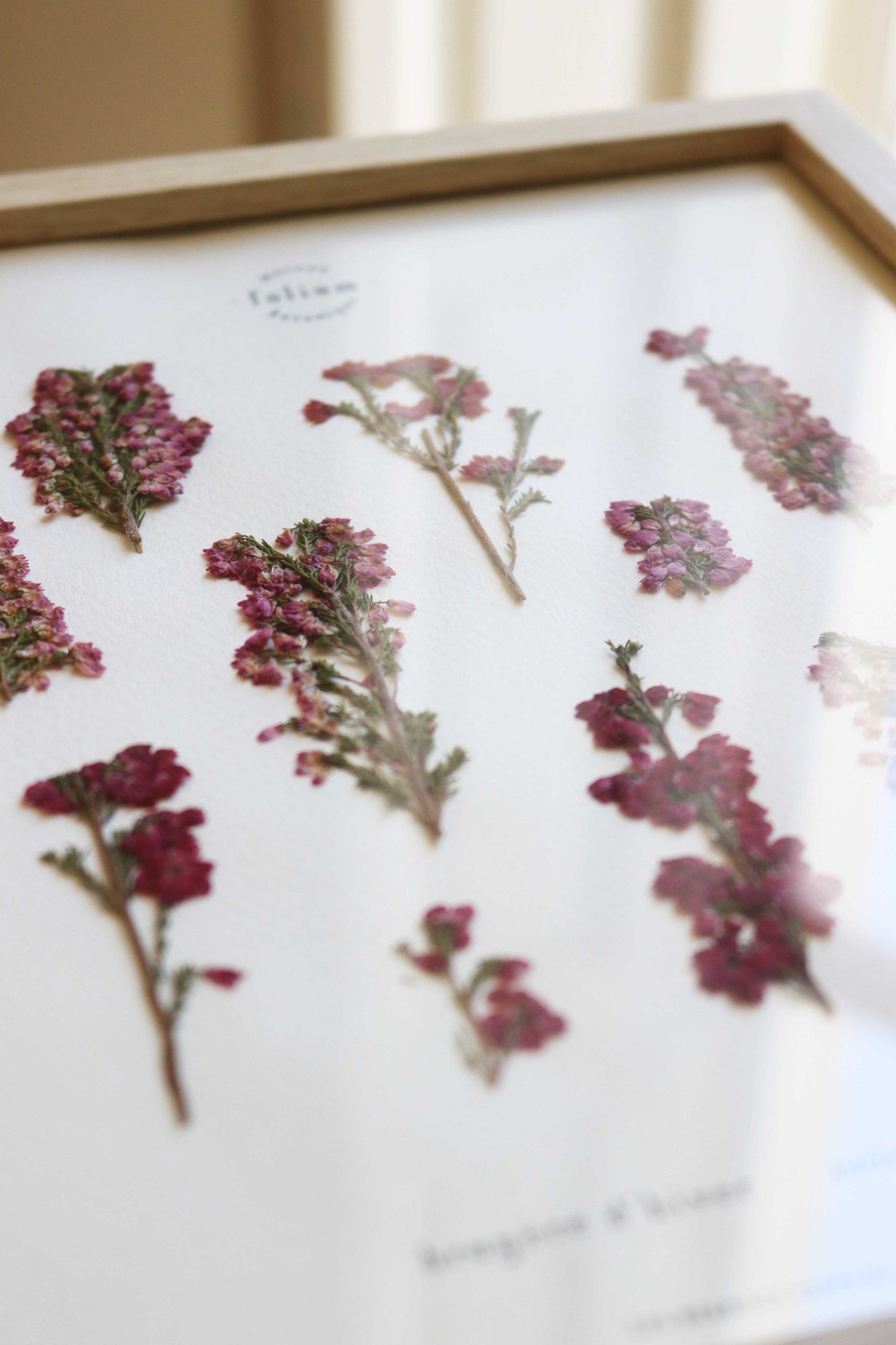 Herbier de fleurs roses bruyère séchée Herbarium encadré Cadre fleur herbier botanique Folium Herbaria Décoration Murale