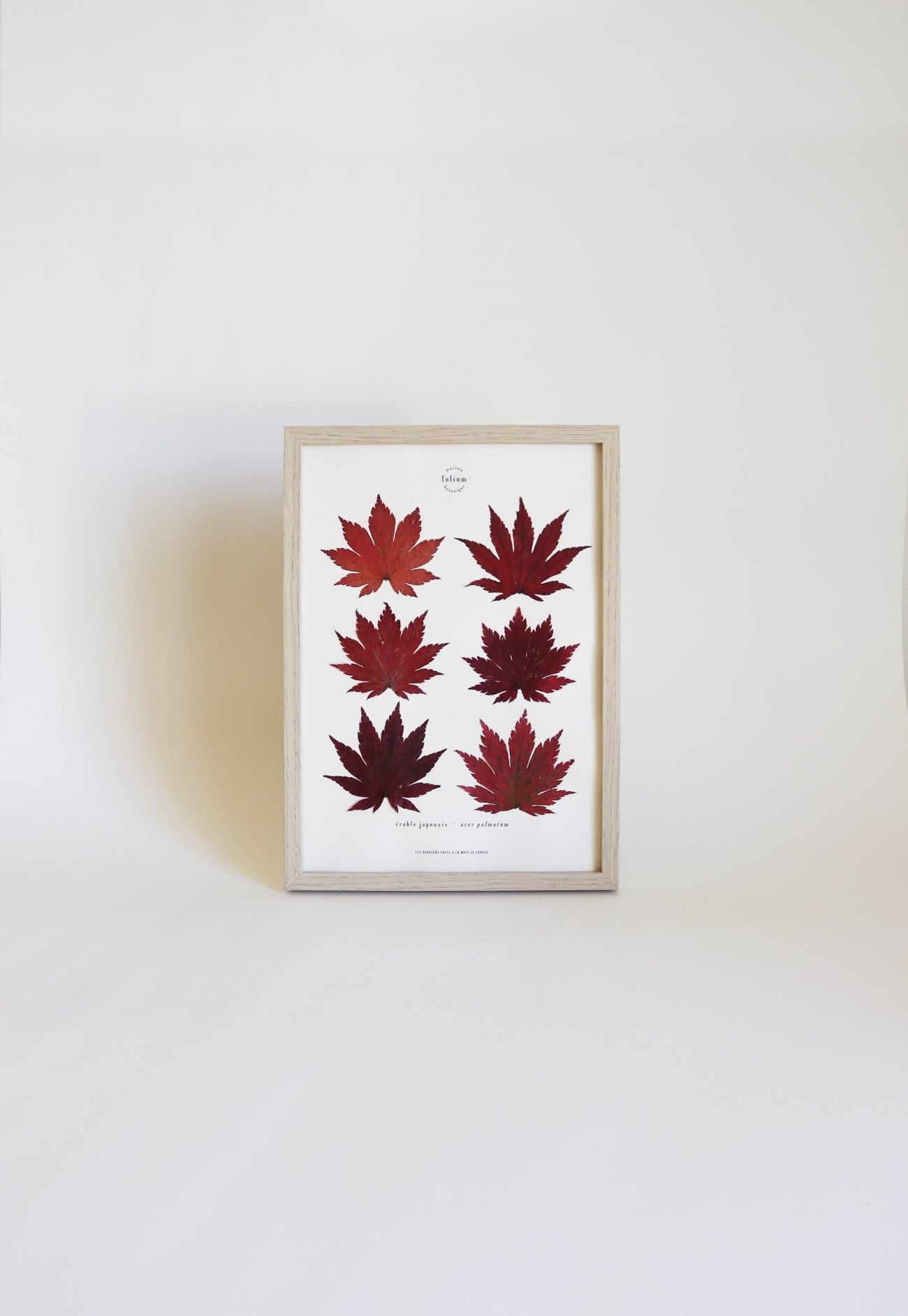 Cadre de feuilles séchées feuille rouge d'érable japonais folium herbiers de fleurs séchées cadre botaniquedécoration murale