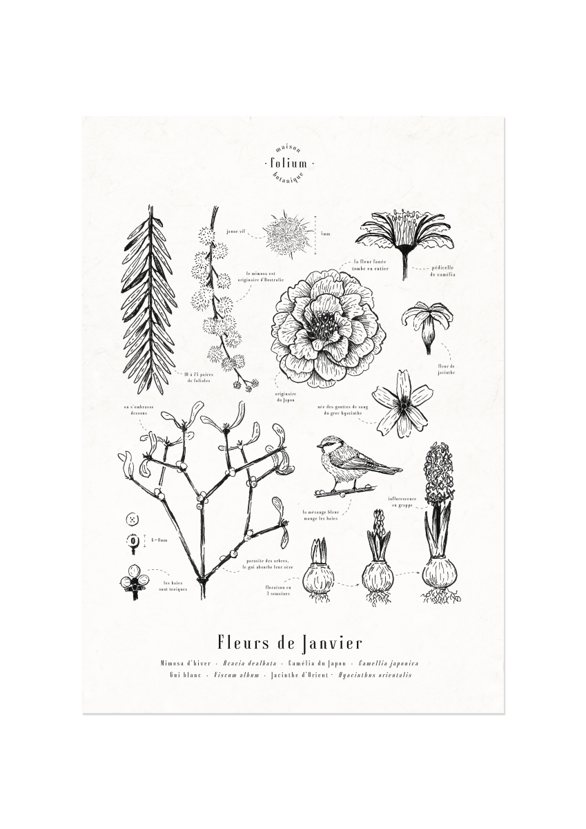 affiche_botanique_illustration_florale_dessin_fleur_folium_maison_botanique_cadeau_personnalise