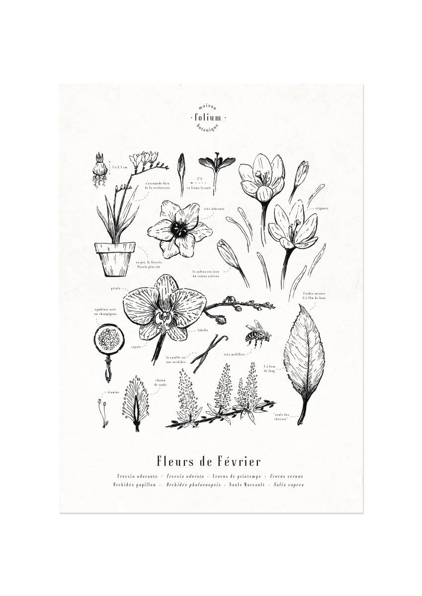 affiche_botanique_illustration_florale_dessin_fleur_folium_maison_botanique_cadeau_personnalise