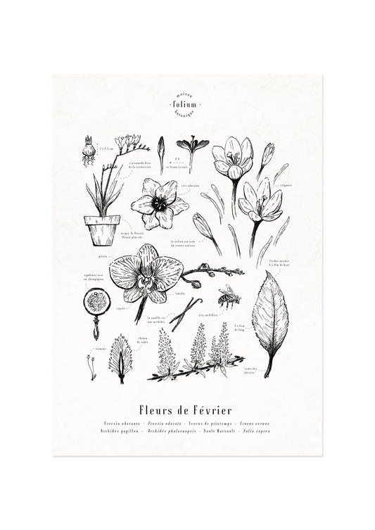 affiche_botanique_illustration_florale_dessin_fleur_folium_maison_botanique_cadeau_personnalise