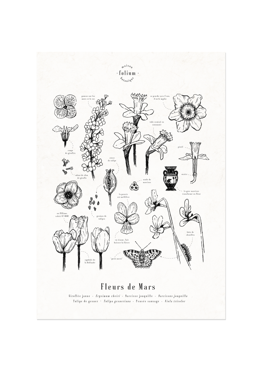 affiche_botanique_illustration_florale_dessin_fleur_folium_maison_botanique_cadeau_personnalise