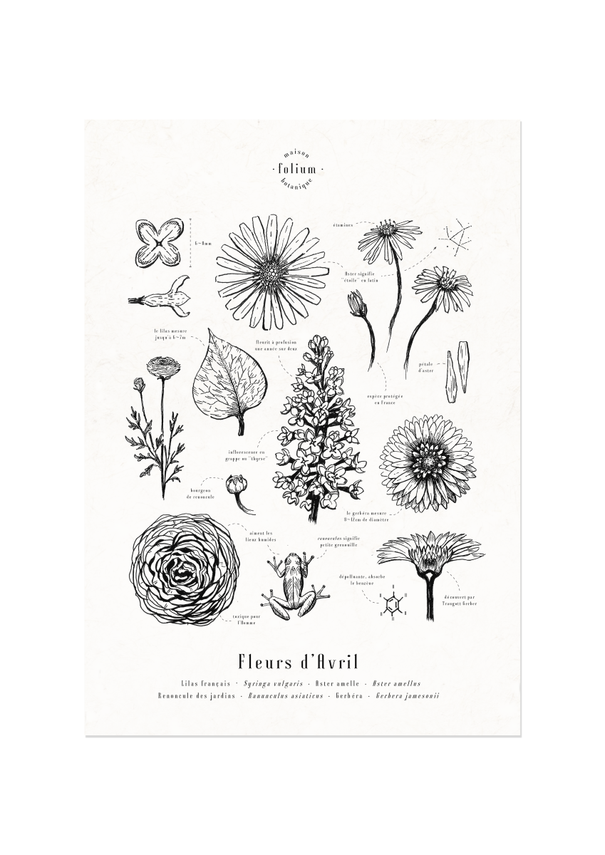 affiche_botanique_illustration_florale_dessin_fleur_folium_maison_botanique_cadeau_personnalise