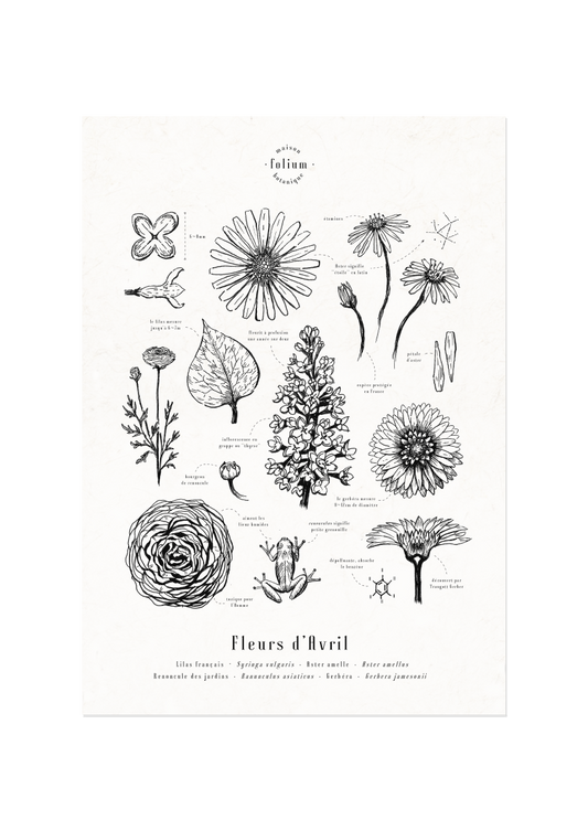 affiche_botanique_illustration_florale_dessin_fleur_folium_maison_botanique_cadeau_personnalise