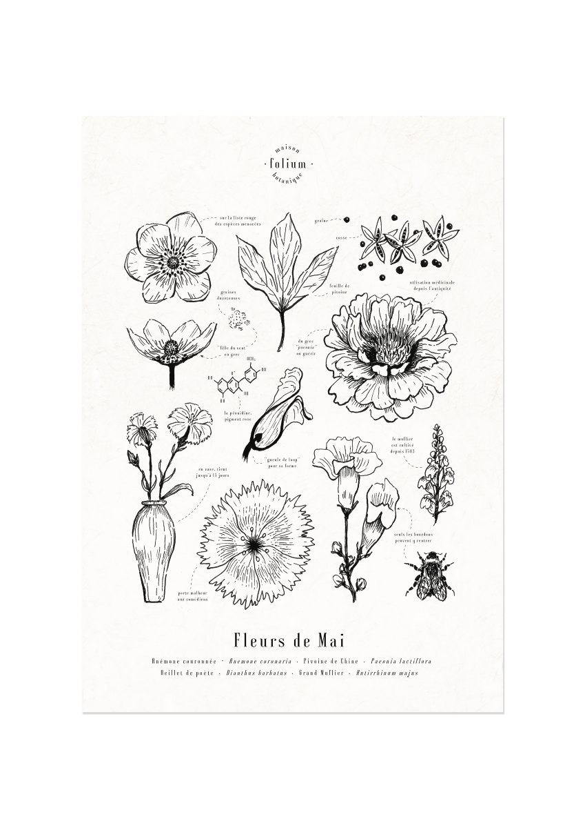 affiche_botanique_illustration_florale_dessin_fleur_folium_maison_botanique_cadeau_personnalise