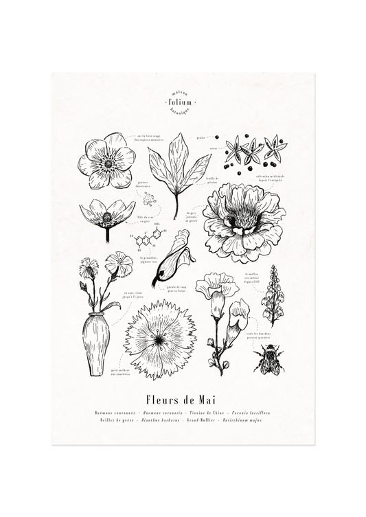 affiche_botanique_illustration_florale_dessin_fleur_folium_maison_botanique_cadeau_personnalise