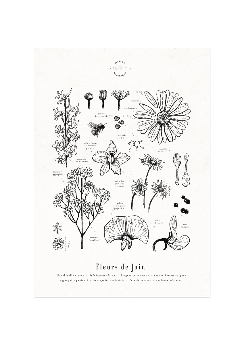 affiche_botanique_illustration_florale_dessin_fleur_folium_maison_botanique_cadeau_personnalise