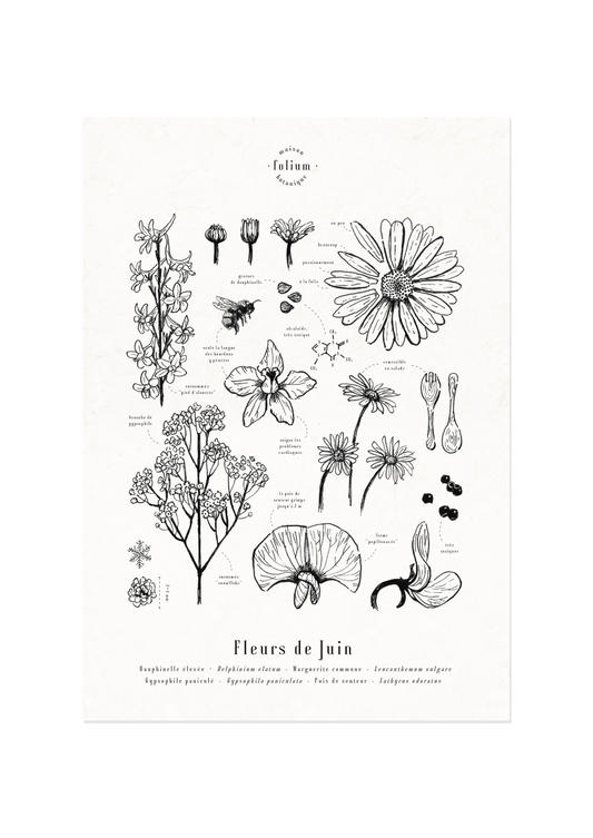 affiche_botanique_illustration_florale_dessin_fleur_folium_maison_botanique_cadeau_personnalise