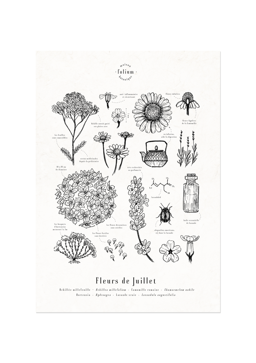 affiche_botanique_illustration_florale_dessin_fleur_folium_maison_botanique_cadeau_personnalise