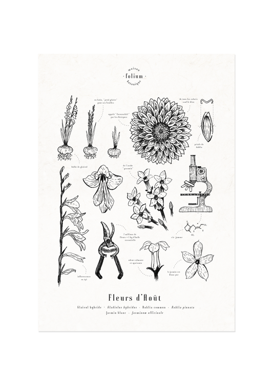 affiche_botanique_illustration_florale_dessin_fleur_folium_maison_botanique_cadeau_personnalise