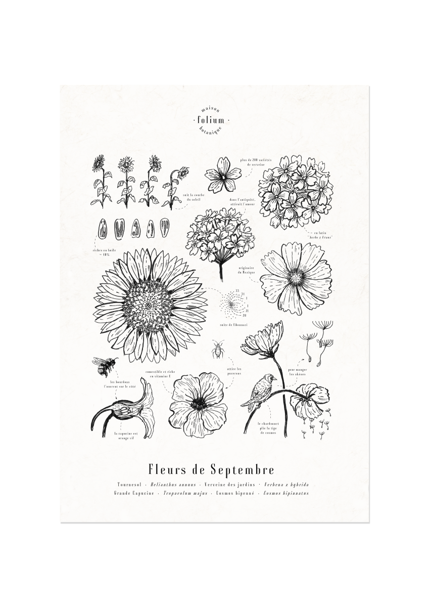 affiche_botanique_illustration_florale_dessin_fleur_folium_maison_botanique_cadeau_personnalise