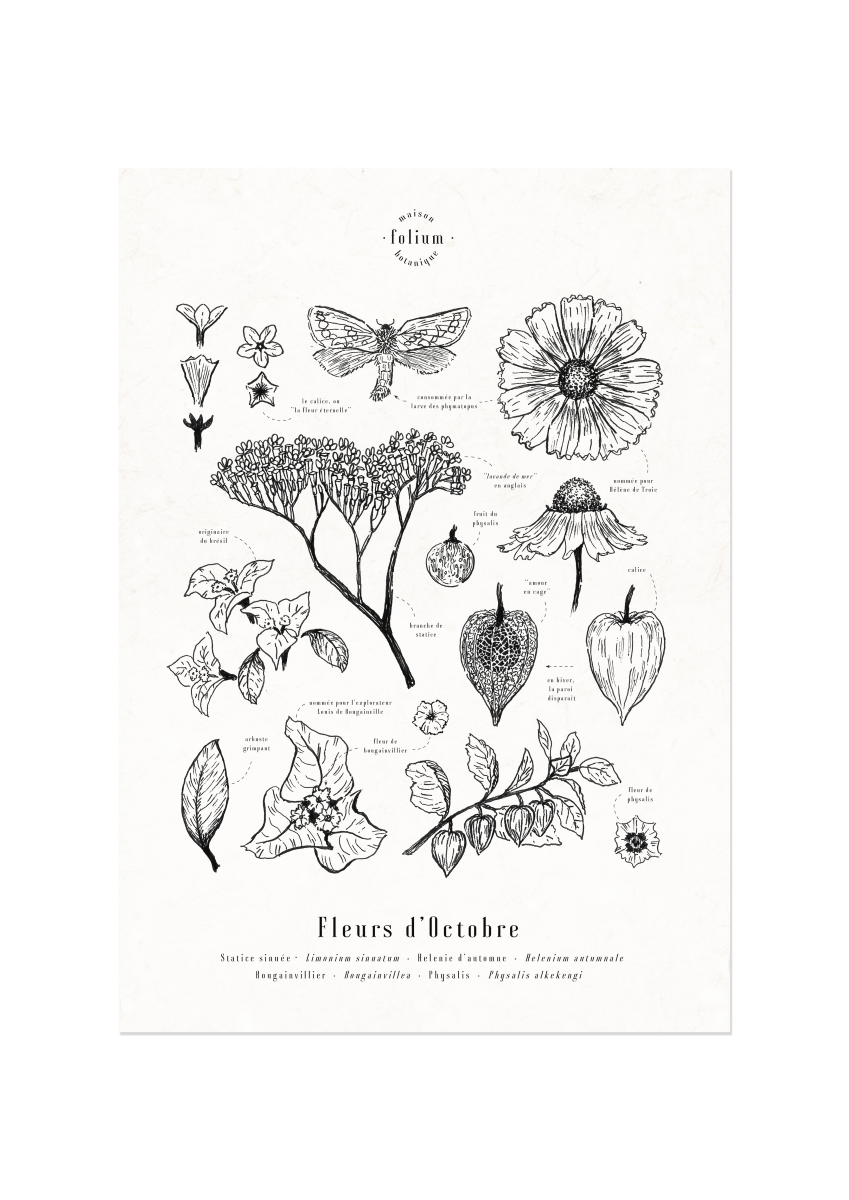 affiche_botanique_illustration_florale_dessin_fleur_folium_maison_botanique_cadeau_personnalise