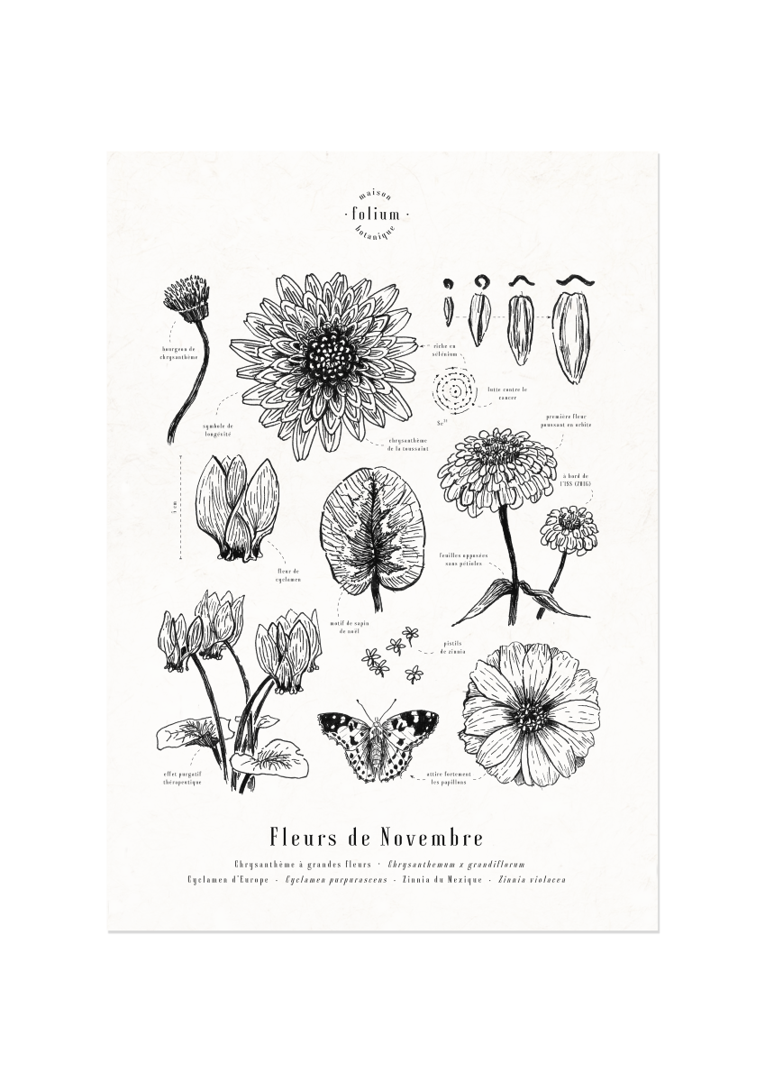 affiche_botanique_illustration_florale_dessin_fleur_folium_maison_botanique_cadeau_personnalise