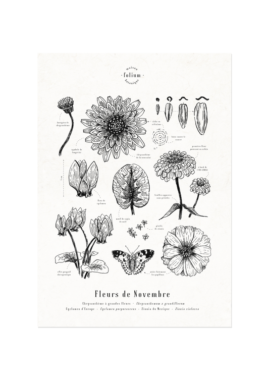 affiche_botanique_illustration_florale_dessin_fleur_folium_maison_botanique_cadeau_personnalise