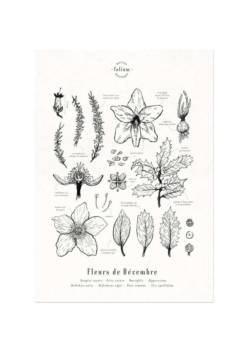 affiche_botanique_illustration_florale_dessin_fleur_folium_maison_botanique_cadeau_personnalise