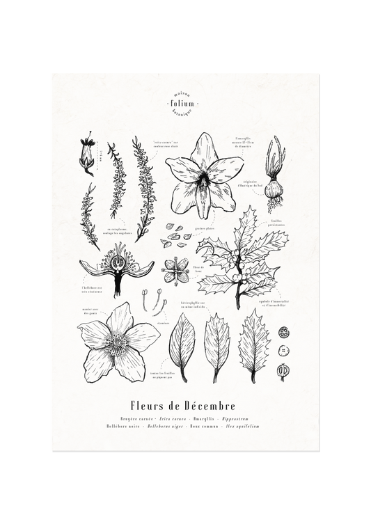 affiche_botanique_illustration_florale_dessin_fleur_folium_maison_botanique_cadeau_personnalise