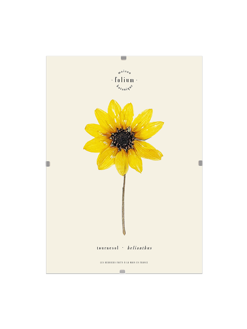 n°59 · Le Tournesol