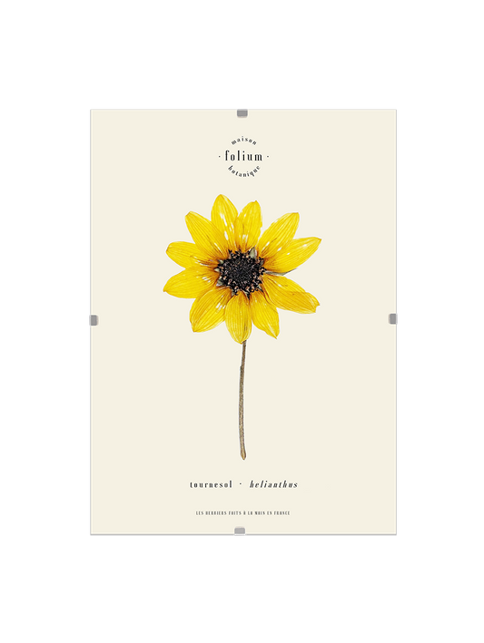 n°59 · Le Tournesol