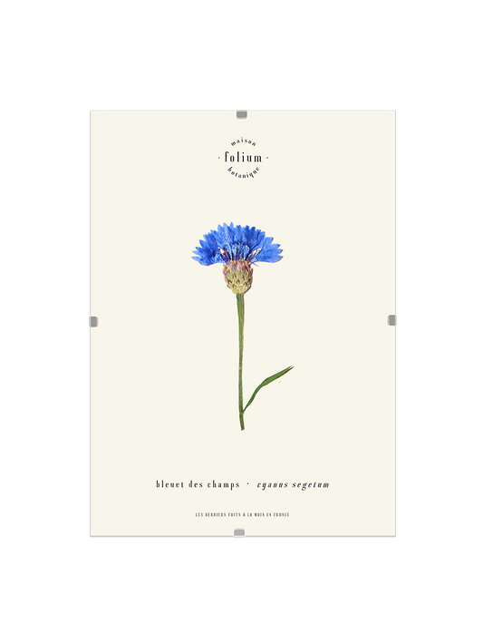 n°62 · Le Bleuet
