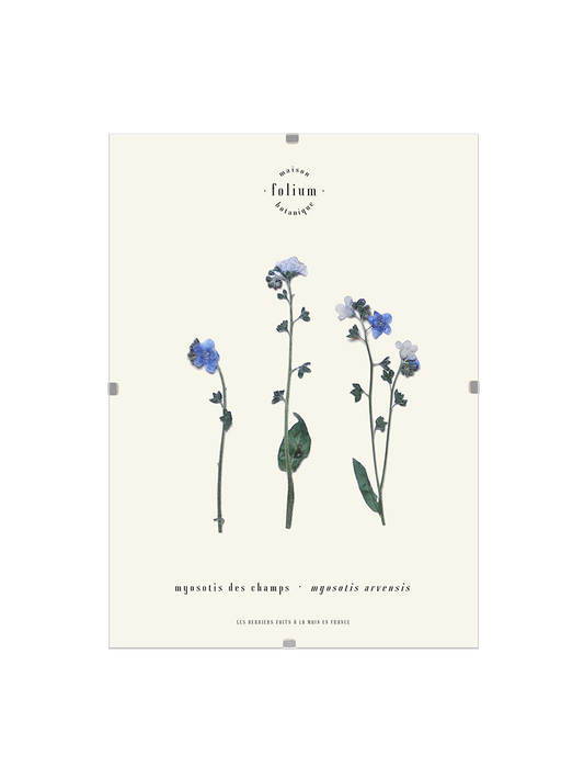 n°13 · Le Myosotis