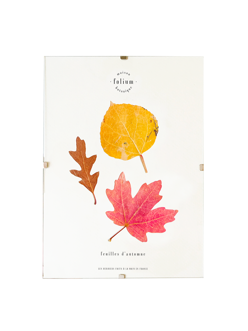 Herbier feuilles séchées carnet herbier feuilles d'automne rouge jaune Herbier feuilles mortes Herbarium encadré Cadr