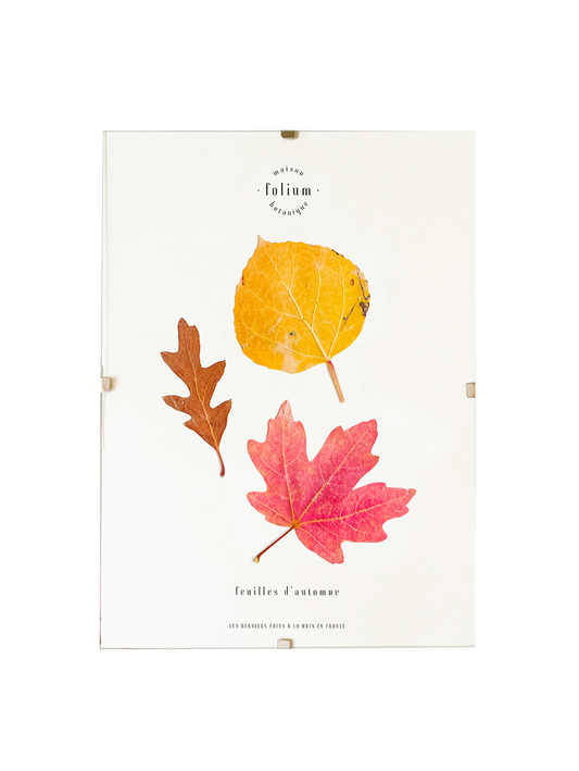 Herbier feuilles séchées carnet herbier feuilles d'automne rouge jaune Herbier feuilles mortes Herbarium encadré Cadr