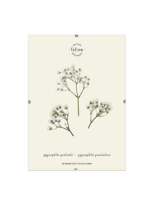 Herbier fleurs blanches Cadeau de naissance floral Décoration murale mur de cadres Gypsophile Baby's breathe Folium