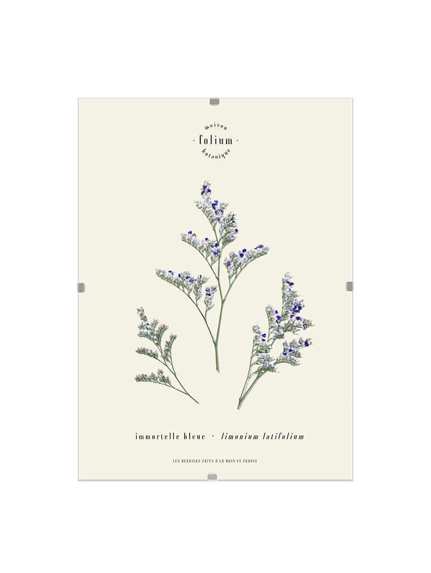 Herbier de fleurs Décoration murale fleurs séchées encadré Immortelle bleue corse Cadre fleurs herbarium Maison Botanique