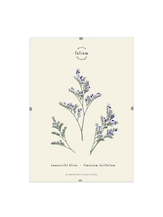 Herbier de fleurs Décoration murale fleurs séchées encadré Immortelle bleue corse Cadre fleurs herbarium Maison Botanique