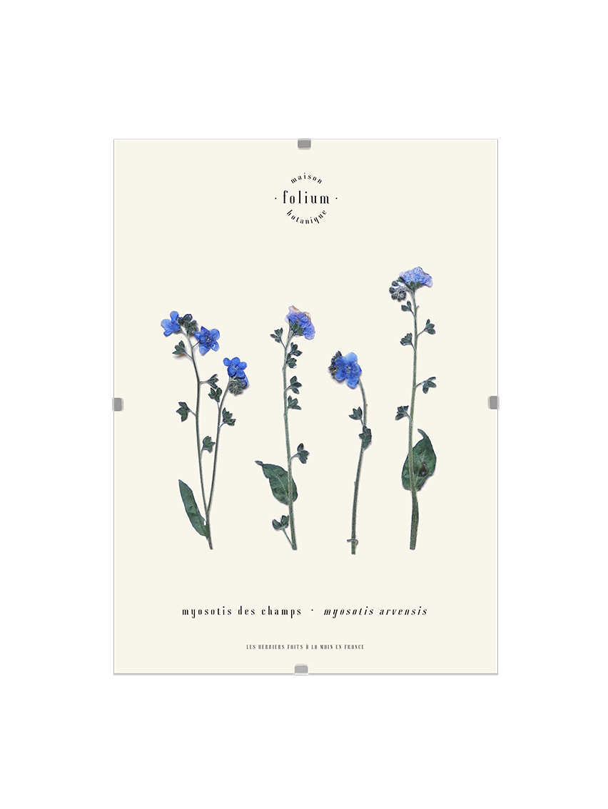 Herbier de fleurs séchées myosotis bleu forget me not Herbarium encadré Cadre fleurs séchées Cadeau Décoration Murale Folium