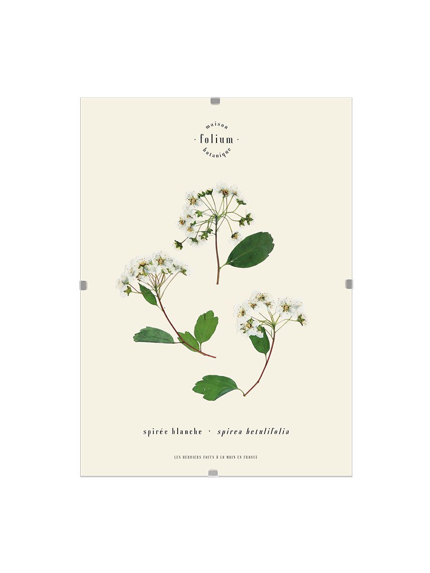 Herbier botanique de fleurs séchées Cadre herbarium encadré Cadeau floral Décoration murale Folium Maison Botanique