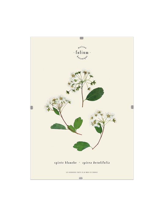 Herbier botanique de fleurs séchées Cadre herbarium encadré Cadeau floral Décoration murale Folium Maison Botanique