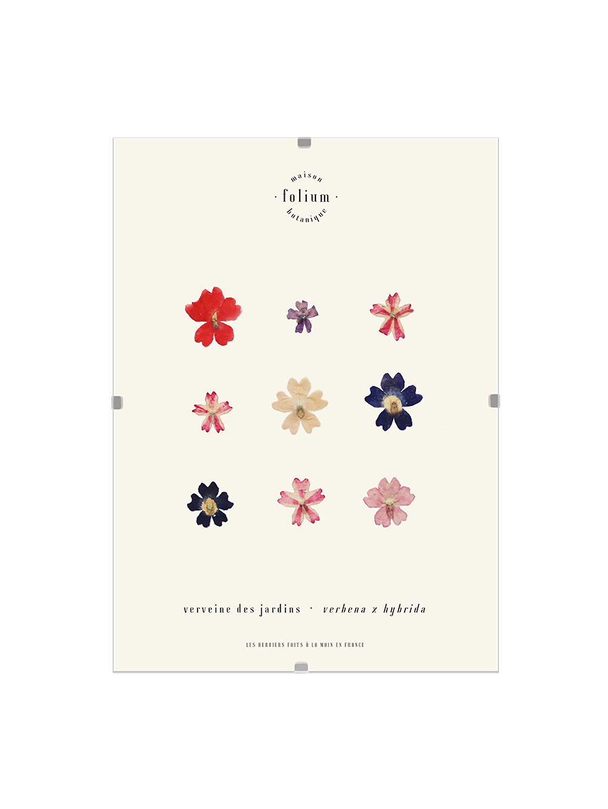 Herbier encadré de fleurs de verveine rose bleu Cadre Herbarium de fleurs séchées Cadeau fleurs séchées Folium Maison Botanique